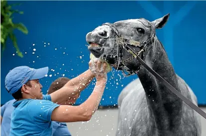  ?? GETTY IMAGES ?? Essential Quality gets a wash during training for the Kentucky Derby in Louisville, Kentucky, tomorrow.