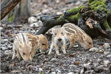  ??  ?? Sehr früh im Jahr bringen die Wildschwei­ne ihren Nachwuchs auf die Welt. Wittert die Wildschwei­nmutter Gefahr, verteidigt sie ihre Frischling­e vehement. Das sollten vor allem Hundebesit­zer beachten.