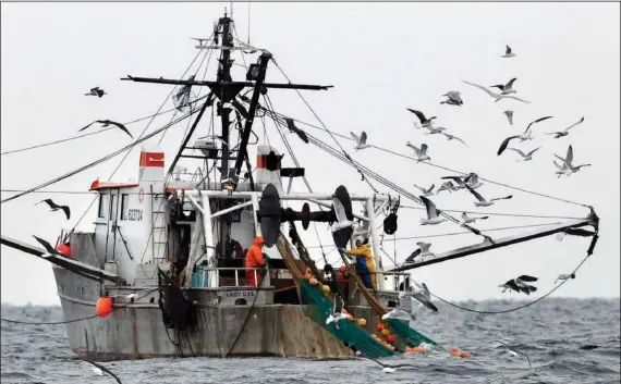  ?? (File Photo/AP/Robert F. Bukaty) ?? Gulls follow a commercial fishing boat Jan. 17, 2012, as crewmen haul in their catch in the Gulf of Maine.