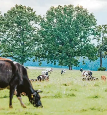  ?? Symbolfoto: Julian Leitenstor­fer ?? Dieses Bild ist vor wenigen Wochen bei uns in der Region entstanden. Die Rinderhalt­ung im Landkreis Dillingen geht laut Statistik aber zurück.