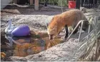  ?? ?? A red fox gets a drink of water in its enclosure at the new Busch Wildlife Sanctuary in Jupiter on Dec. 19.