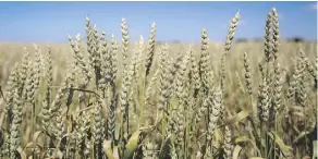  ?? GAVIN YOUNG/FILES ?? Farmers planted fewer acres of wheat as hot, dry weather scorched parts of the Prairies. The drought also hit southern and central Saskatchew­an and Alberta, the largest producers.