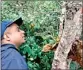  ??  ?? Dr. Jayalal observing Lichens at Horton Plains