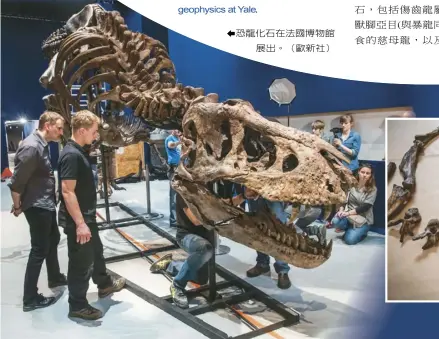  ??  ?? 恐龍化石在法國博物館­展出。（歐新社）