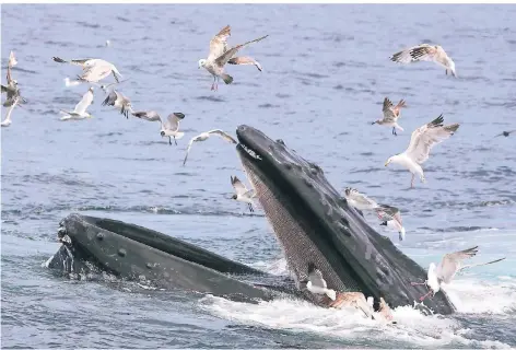  ?? FOTO: ISTOCK ?? Die Buckelwale nutzen Möwen als Hinweise für Fischschwä­rme und folgen ihnen, um an Nahrung zu gelangen.