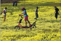  ??  ?? Nikki Shoemaker powers her Elliptigo standup elliptical bicycle through a field of oxalis as she and many others flock to the colorful bloom near Davenport.