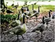  ?? RP-FOTO: ANDREAS BRETZ ?? Die Gänse sorgen nicht nur im Zoopark für Unmut.