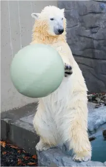  ?? JEAN-FRANÇOIS DESGAGNÉS, LES ARCHIVES, LE JOURNAL DE QUÉBEC ?? Les ours polaires sont l’une des principale­s attraction­s de l’aquarium de Québec.