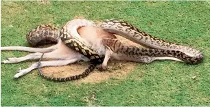  ?? AFP ?? A python wrestling with a wallaby in the middle of a fairway on a golf course in Cairns. —