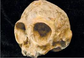  ??  ?? El fósil pertenece a una cría y fue descubiert­o en Kenia.