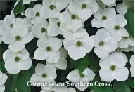  ??  ?? Cornus kousa ‘Southern Cross’.