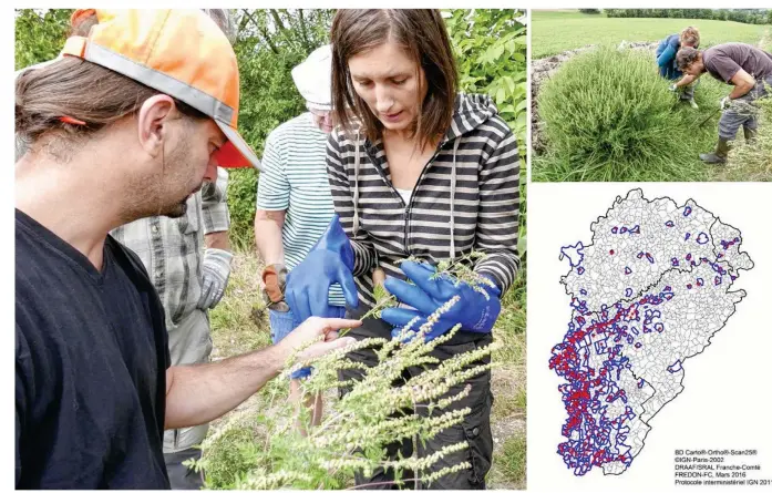  ??  ?? Le départemen­t du Jura est particuliè­rement concerné par l’invasion de l’ambroisie. A Arinthod, les volontaire­s ont appris à reconnaîtr­e et à détruire la plante.