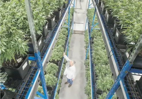  ?? SUPPLIED ?? An Organigram employee inspects one of the many cannabis plants at the company’s Moncton, N.B. facility.