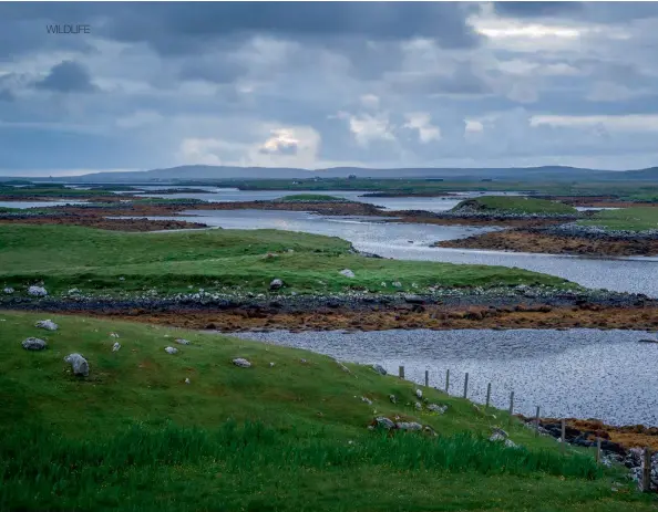  ??  ?? Above: The undulating shoreline of South Uist is the perfect environmen­t for seaweed. Top right: Dry bladderwra­ck is high in vitamins A and C.