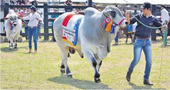  ??  ?? Presentaci­ón de los campeones de las razas bovinas. Los organizado­res expresaron que este año se pudieron ver animales de excelente calidad genética.