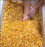  ?? ?? Lopez scoops corn as she makes masa.