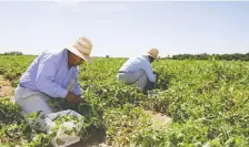  ?? POSTMEDIA NEWS FILES ?? Some people are calling for mandatory testing of migrant workers on the heels of COVID-19 outbreaks at some farms.