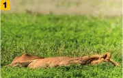  ??  ?? 1 Beweisfoto. Einen Löwen entdeckt! Leider schläft er. Wenn man nicht aufs Erwachen warten kann: wenigstens ein Foto zum Beweis, dass man den König der Tiere gesichtet hat. Ansonsten ist dieses Bild langweilig.