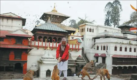  ?? NIRANJAN SHRESTHA / ASSOCIATED PRESS ?? A man feeds monkeys at Pashupatin­ath temple in Kathmandu, Nepal, on March 31. Guards, staff and volunteers are making sure animals and birds on the temple grounds don’t starve during the country’s lockdown, which halted temple visits and stopped the crowds that used to line up to feed the animals.