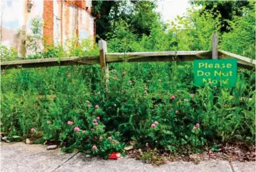  ?? Agence France-presse ?? Bottom right: A garden planted by Professor Christophe­r Swan and his team.