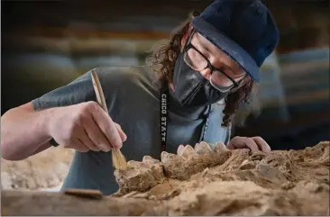  ?? JASON HALLEY — CHICO STATE ?? Sean Nies, Chico State instructio­nal support technician, processes a specimen on Feb. 13in Chico that was discovered at a fossil-rich site in the Mokelumne River watershed.