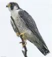  ?? TOM DEVECSERI ?? Peregrine Falcon reports are on the increase as individual­s have been reported from various locations along the Ottawa River hunting shorebirds — gulls and ducks.