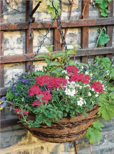  ?? Getty Images ?? Verbena and blue lobelia fill a wicker hanging basket.