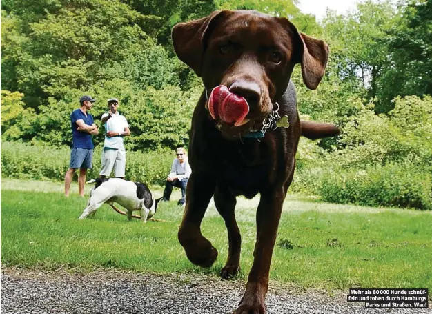  ??  ?? Mehr als 80 000 Hunde schnüffeln und toben durch Hamburgs Parks und Straßen. Wau!