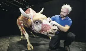  ?? DAVID BLOOM ?? Installati­on director Sven Rosenberge­r exhibits a bull from the Body Worlds: Animal Inside Out exhibit at the Telus World of Science.