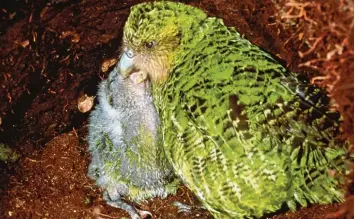 ?? Foto: Don Merton, Umweltmini­sterium von Neuseeland ?? Das Kakapo Weibchen Lisa füttert sein frisch geschlüpft­es Küken, das später Hananui genannt wird. Auf Inseln südlich von Neu seeland leben die letzten 154 Exemplare der Papageiena­rt.