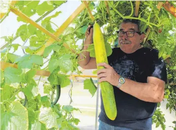  ?? FOTO: BIRGA WOYTOWICZ ?? Mehr als reif: Fritz Kortekaas erntet die Riesengurk­e. Mit 63 Zentimeter­n ist es die längste, die er je gezüchtet hat.