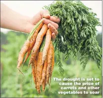  ??  ?? The drought is set to cause the price of carrots and other vegetables to soar