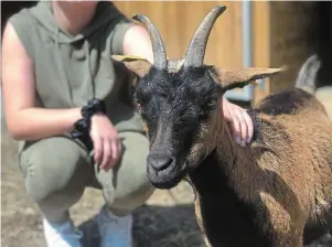  ?? | PHOTO : OUEST-FRANCE ?? Au parc de Pierre-Brune, les visiteurs peuvent venir à la rencontre des chèvres, dans leur enclos.