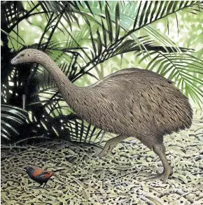  ?? TE PAPA ?? Little bush moa (Anomalopte­ryx didiformis), were 50 to 90cm tall and weighed between 26 and 64 kilograms.