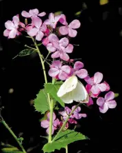  ??  ?? Lunaria annua is a pretty, old-fashioned flower