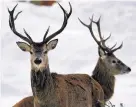  ?? Jeff Mitchell ?? Red deer in Braemar, which fell to -23C overnight yesterday