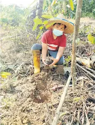  ??  ?? SEMANAGAT: Seorang kanak-kanak menanam pokok sempena Program Econova : Kuala Penyu Hijau.