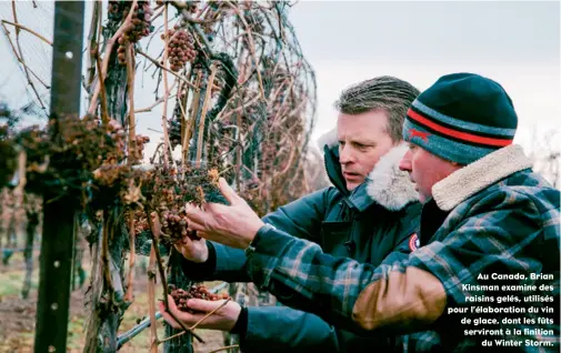  ??  ?? Au Canada, Brian Kinsman examine des raisins gelés, utilisés pour l’élaboratio­n du vin de glace, dont les fûts serviront à la finition du Winter Storm.