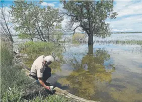  ?? Seth McConnell, Denver Post file ?? Larry Zanetell scoops up stagnant water for children to view under a microscope at Barr Lake State Park in Brighton on May 29, 2015.