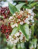  ??  ?? Viburnum tinus is a robust shrub that can cope with hard pruning