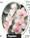  ??  ?? Moth orchid