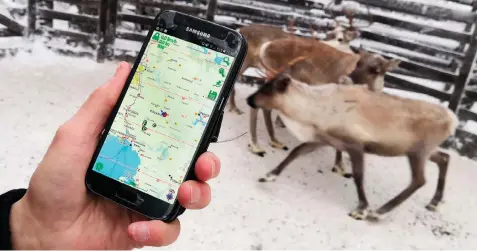  ??  ?? REINDEER herder Seppo Koivisto holds a smartphone, showing the mobile app used to locate reindeer in Lapland, Finland. | AP