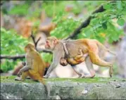  ?? ARUN SHARMA/HT PHOTOS ?? Authoritie­s started relocating monkeys from the city areas to the fringes of Delhi.
