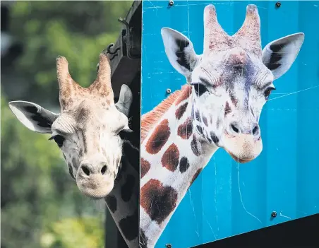  ?? Picture / Jason Oxenham ?? Mtundu peeks out of his crate at Auckland Zoo, before heading to Sydney and a breeding programme.