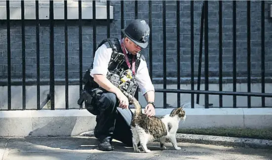  ?? MENAY NICHOLLS / Aeuters ?? El gat Larry, ratador en cap de la residència del primer ministre, ahir davant el 10 de Downing Street