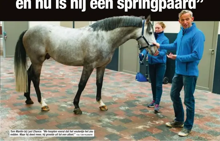  ?? Foto TOM PALMAERS ?? Tom Mariën bij Last Chance. “We hoopten vooral dat het veulentje het zou redden. Maar hij deed meer, hij groeide uit tot een atleet.”