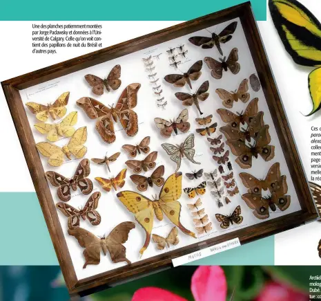  ??  ?? Une des planches patiemment montées par Jorge Paclawsky et données à l’Université de Calgary. Celle qu’on voit contient des papillons de nuit du Brésil et d’autres pays.