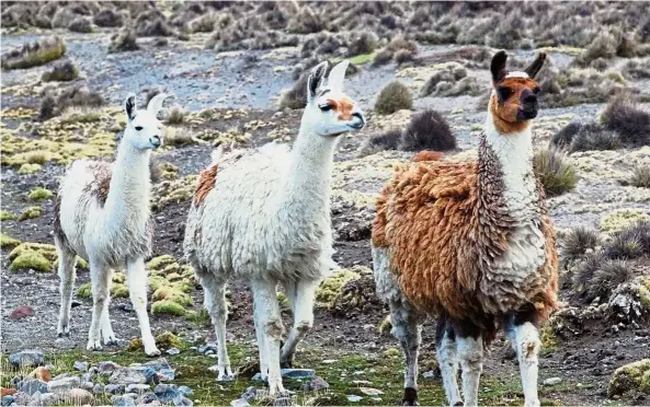  ??  ?? Scientists think they have developed a universal flu vaccine, with the key ingredient potentiall­y coming from llamas. — TNS