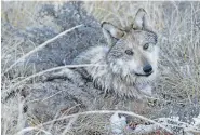  ?? U.S. FISH AND WILDLIFE SERVICE VIA THE ASSOCIATED PRESS ?? A wolf near Alpine, Ariz., was spotted Jan. 26. Fifteen more were found in the wild this year than last year.