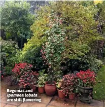  ??  ?? Begonias and Ipomoea lobata are still flowering